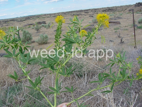 beeplant, yellow